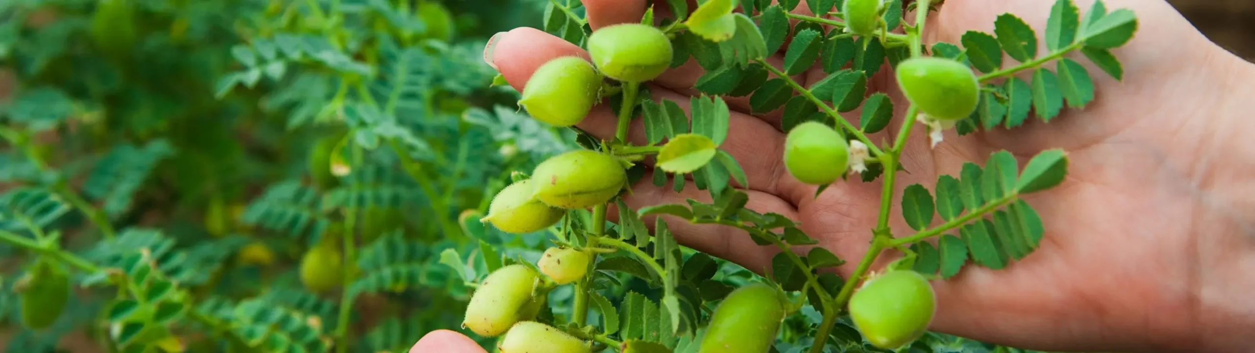 From Farm Region to Packing and Dispatch