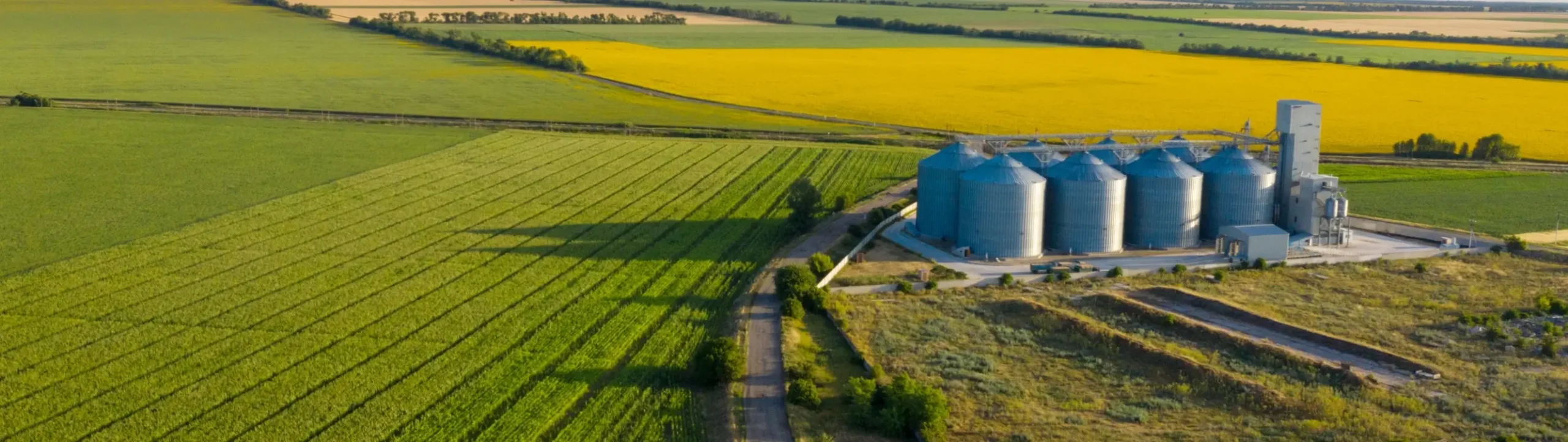 Canadian Chickpeas Supplier for Bulk, Wholesale, and Export Markets